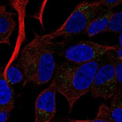 Immunocytochemistry/ Immunofluorescence: RAMP2 Antibody [NBP2-58104]