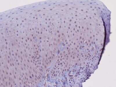 Immunohistochemistry: RAMP2 Antibody (OTI4E5) - Azide and BSA Free [NBP2-73796]