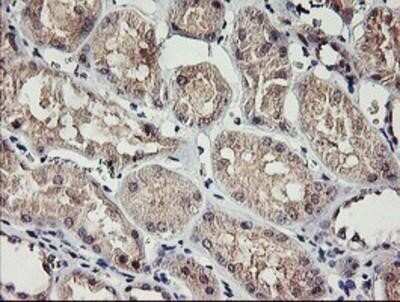 Immunohistochemistry: RAMP2 Antibody (OTI4E5) - Azide and BSA Free [NBP2-73796]