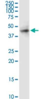 Western Blot: RAMP3 Antibody (1B4) [H00010268-M02]