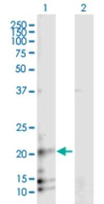 Western Blot: RAMP3 Antibody [H00010268-B01P]