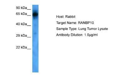 Western Blot: RANBP10 Antibody [NBP2-84236]