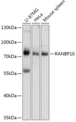 Western Blot: RANBP10 AntibodyAzide and BSA Free [NBP2-94389]