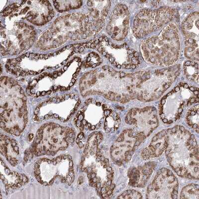 Immunohistochemistry-Paraffin: RANBP3L Antibody [NBP2-38347]