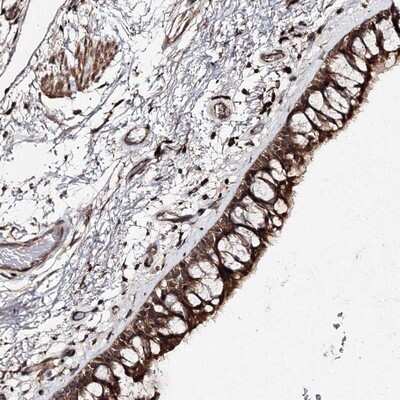 Immunohistochemistry-Paraffin: RANBP3L Antibody [NBP1-82057]