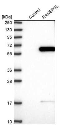 Western Blot: RANBP3L Antibody [NBP1-82057]