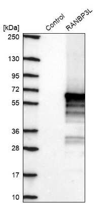 Western Blot: RANBP3L Antibody [NBP2-38929]