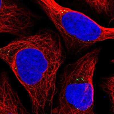 Immunocytochemistry/ Immunofluorescence: RANBP6 Antibody [NBP1-86199]