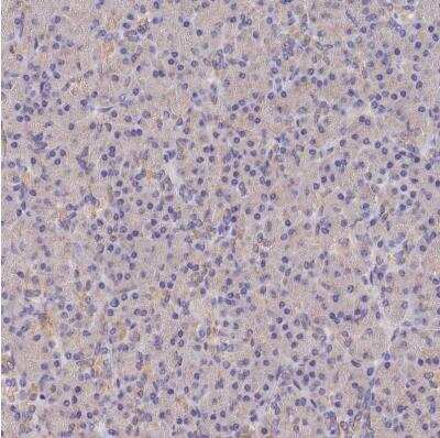 Immunohistochemistry-Paraffin: RANBP6 Antibody [NBP1-86199]