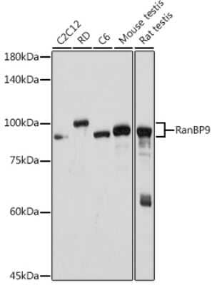 Western Blot: RANBP9 Antibody (4P10V6) [NBP3-15702]