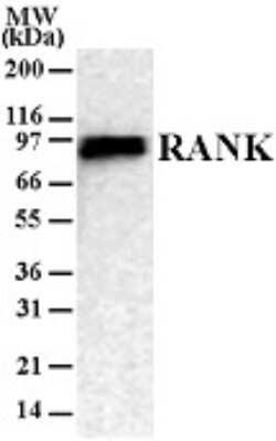 Western Blot: RANK/TNFRSF11A Antibody (9A725)Azide and BSA Free [NBP2-33213]