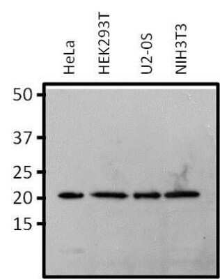 Western Blot: RAP1A Antibody (1D2-1C64) [NBP2-22526]