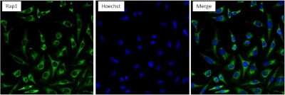 Immunocytochemistry/ Immunofluorescence: RAP1A Antibody (1D4-1A3) [NBP2-22527]