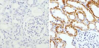 Immunohistochemistry-Paraffin: RAP1A Antibody (1D4-1A3) [NBP2-22527]