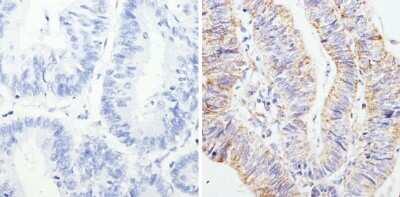 Immunohistochemistry-Paraffin: RAP1A Antibody (1D4-1A3) [NBP2-22527]