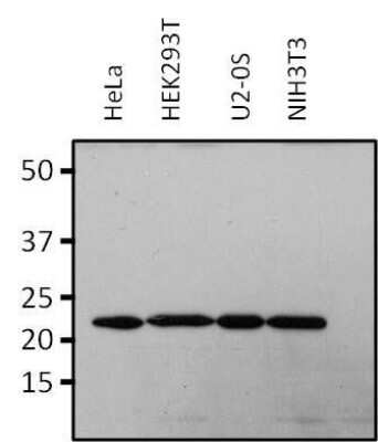 Western Blot: RAP1A Antibody (1D4-1A3) [NBP2-22527]