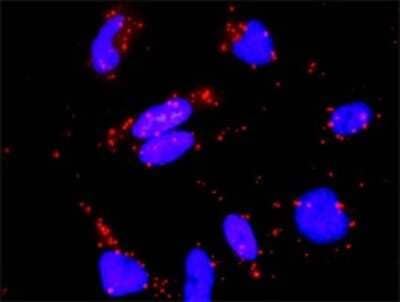 Proximity Ligation Assay: RAP1A Antibody (3E1) [H00005906-M01]