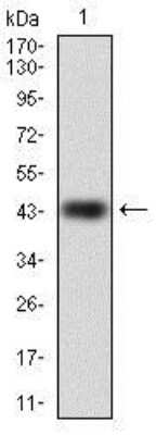 Western Blot: RAP1A Antibody (5F8)BSA Free [NBP2-37496]
