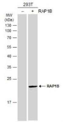 Western Blot: RAP1B Antibody [NBP2-20071]