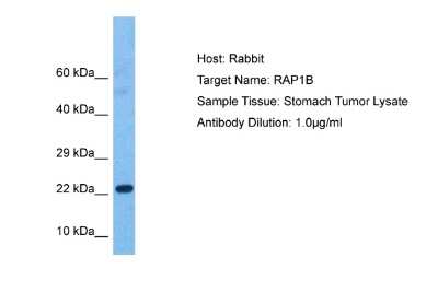 Western Blot: RAP1B Antibody [NBP2-82333]