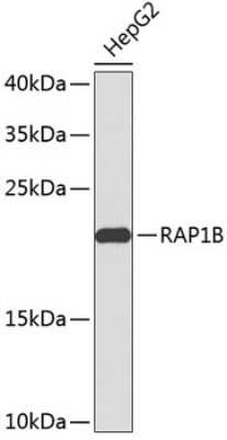 Western Blot: RAP1B AntibodyAzide and BSA Free [NBP2-93957]