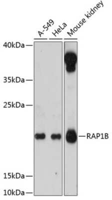 Western Blot: RAP1B AntibodyAzide and BSA Free [NBP2-94183]