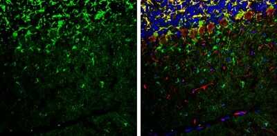 Immunohistochemistry-Frozen: RAP1GAP Antibody [NBP3-13216]