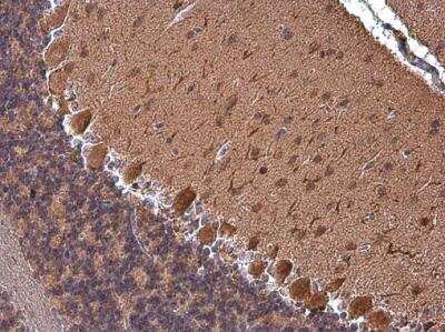 Immunohistochemistry-Paraffin: RAP1GAP Antibody [NBP1-33710]