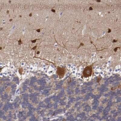 Immunohistochemistry-Paraffin: RAP1GAP Antibody [NBP1-83002]