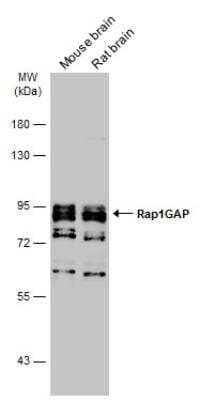 Western Blot: RAP1GAP Antibody [NBP1-33710]