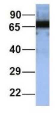 Western Blot: RAP1GAP Antibody [NBP1-53072]