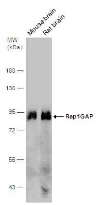 Western Blot: RAP1GAP Antibody [NBP3-13216]