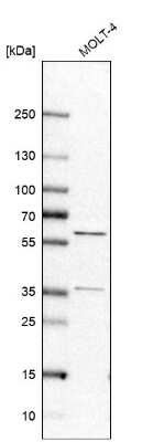 Western Blot: RAP1GDS1 Antibody [NBP1-87027]