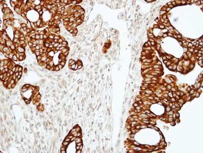 Immunohistochemistry-Paraffin: RAP2C Antibody [NBP1-32435]