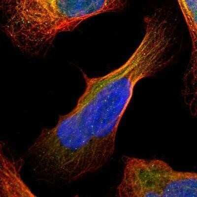 Immunocytochemistry/ Immunofluorescence: RAP30 Antibody [NBP3-17973]