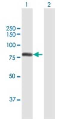 Western Blot: RAP74 Antibody [H00002962-B01P]