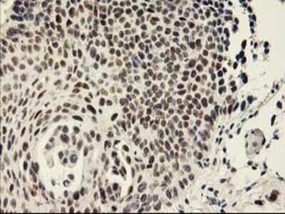 Immunohistochemistry: RAP74 Antibody (OTI4B10) - Azide and BSA Free [NBP3-17972]