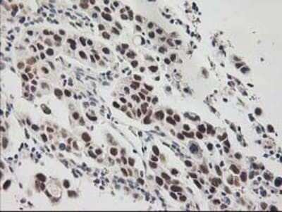 Immunohistochemistry: RAP74 Antibody (OTI4B10) - Azide and BSA Free [NBP3-17972]