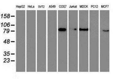 Western Blot: RAP74 Antibody (OTI4B10)Azide and BSA Free [NBP3-17972]