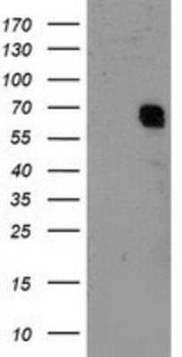 Western Blot: RAP74 Antibody (OTI4B10)Azide and BSA Free [NBP3-17972]