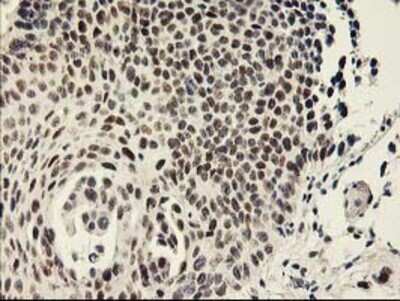 Immunohistochemistry: RAP74 Antibody (OTI4B10) [NBP3-17971]