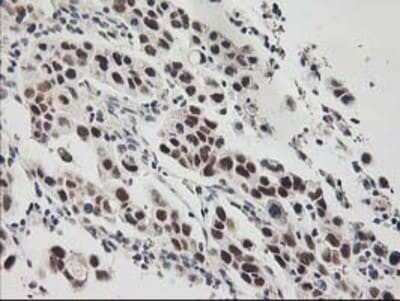 Immunohistochemistry-Paraffin: RAP74 Antibody (OTI4B10) [NBP3-17971]