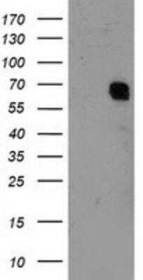 Western Blot: RAP74 Antibody (OTI4B10) [NBP3-17971]