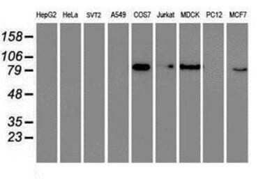 Western Blot: RAP74 Antibody (OTI4B10) [NBP3-17971]