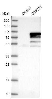 Western Blot: RAP74 Antibody [NBP3-17974]