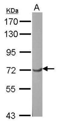 Western Blot: RAP74 Antibody [NBP3-17975]