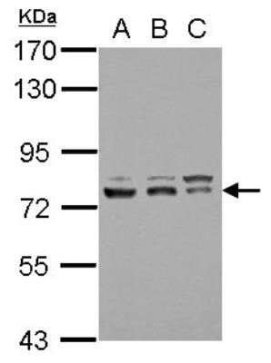 Western Blot: RAP74 Antibody [NBP3-17975]