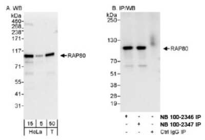 Western Blot: RAP80 Antibody [NB100-2346]