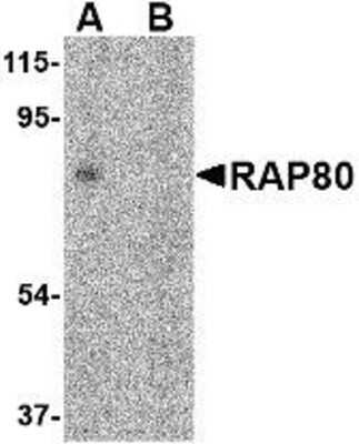 Western Blot: RAP80 AntibodyBSA Free [NBP1-76828]