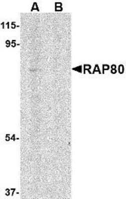 Western Blot: RAP80 AntibodyBSA Free [NBP1-76829]